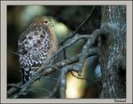 Red Shoulder Hawk