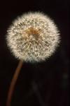 : Dandelion 