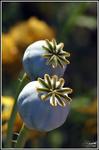  ?(Papaver somniferum)