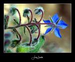  ?Borage (Borago offic