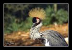  ?Grey crowned crane?