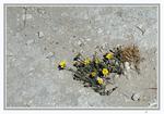  ?Flowers on the rocks