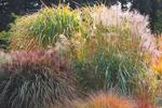  ?Colorful Grasses?