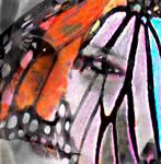 : Butterfly-