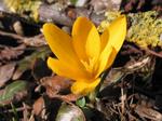 Crocus - a sign of spr