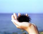 Tamed" sea urchin.