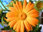 Flower on a table.