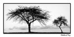 two trees [dedicated t