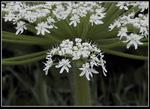 Giant hogweed