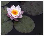 waterlily