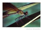 dragon fly