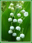 A lily of the valley