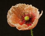 Pink Poppy