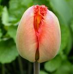 : Tulip