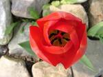 : Red tulip