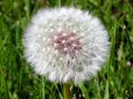 : Dandilion 