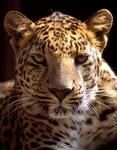 Gepard