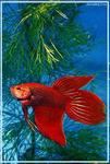 BETTA SPLENDENS