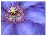 : clematis