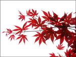 : Red Leaves