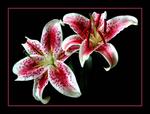 : Lilies