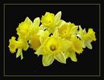 : Daffodil