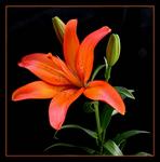 : Lily2