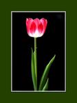 : Tulip