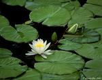 : Water Lily