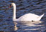 : White Swan