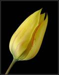 : Tulip