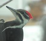 : Pileated P