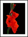 : Red Flower