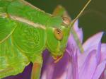 : Katydid