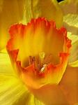 : Daffodil