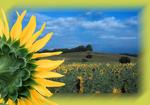 : Girasoles