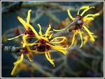 : Hamamelis 