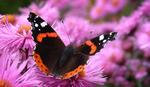 : Red Admira