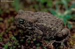 : Bufo calam