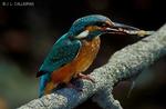 : Alcedo att