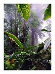 : Rainforest