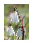 Leucojum sp