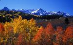 : Red Aspens