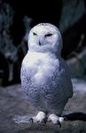 : Snowy Owl