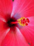 : Red Hibisc