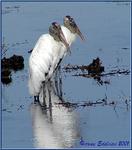 : Wood Stork