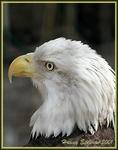 : Bald Eagle