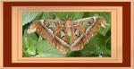 : Silk Moth 