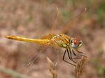 : Dragon fly