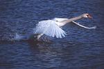 swan walking on water